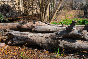 Fallen tree, firewood