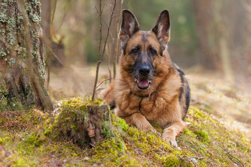 A German Shepherd dog dog lies in a spring forest next to a stump covered with green moss