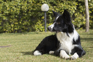 Border collie puppy dog, relaxed in the garden