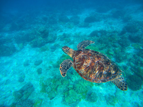 Olive ridley turtle in blue sea water. Green tortoise in tropical lagoon.