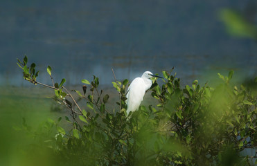 Common Egret Resting