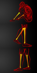 3d rendering medical illustration of the tibia bone
