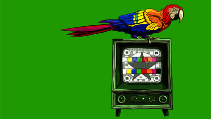 Big colorful parrot sitting on the old fashioned TV set with no signal background