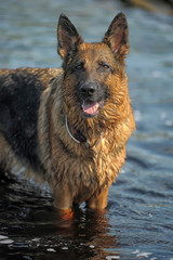 Large German Shepherd plays fetch in the