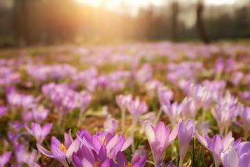 Krokusse bei Sonnenaufgang