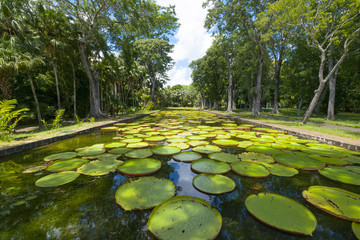 DSC06104_Seerosenteich