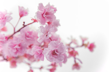 Obraz premium 桜