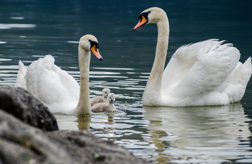 Fototapeta premium Swans family with cygnets at hallstaettersee lake. Hallstatt, Salzkammergut region, Austria