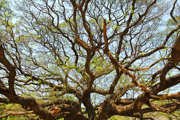 Largest Monkey Pod Tree in Kanchanaburi, Thailand