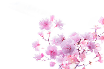 Naklejka na ściany i meble 桜