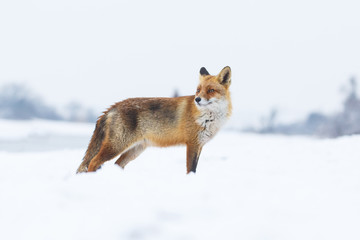 Naklejka na ściany i meble red fox in a winter landscape