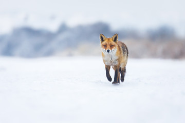 red fox in a winter landscape