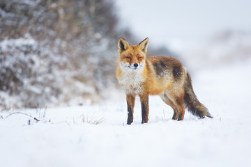 red fox in a winter landscape