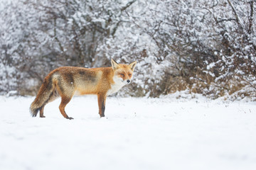red fox in a winter landscape