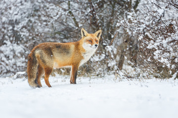 Fototapeta premium red fox in a winter landscape