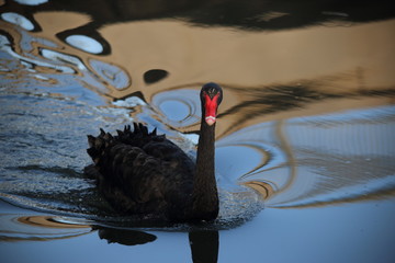 Black swan at the Senba lake © Makoto-san