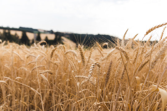 Wheat Field in Rural Farm Land