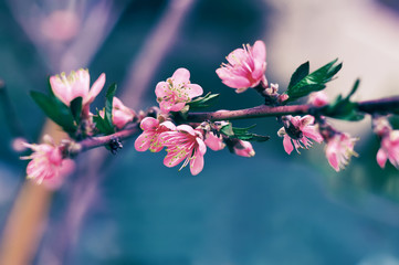lush bunch of peach flowers. soft focus. Delicate, pink flower, leaf, natural background in the garden.  Spring day.
