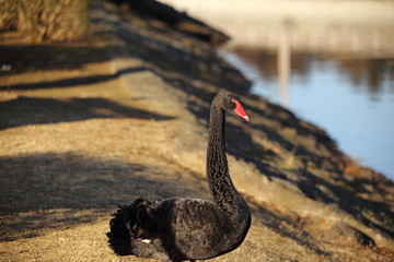 コクチョウ( 黒鳥 / Black Swan / Cygnus atratus )