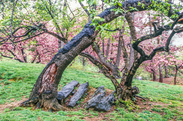 Obraz premium Central Park spring