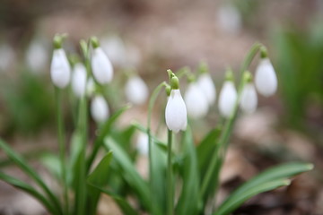 Flowering snowdrops in spring forest. (Galanthus nivalis)