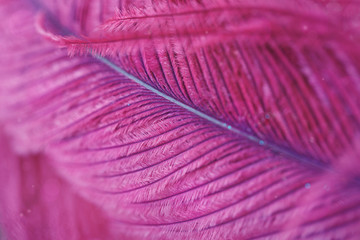Beautiful abstract background with purple feather.