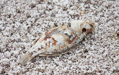Dead fish on dried fish bones at the Salton Sea