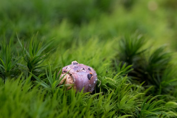 Detailaufnahme Waldbodel Eichel