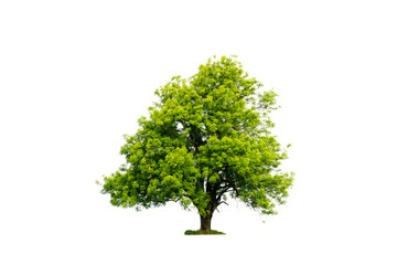 Green tree with white background