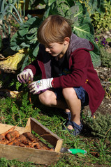 jardinage - enfant récoltant des carottes au potager
