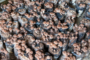 Shiitake mushroom the popular for cooking, especially Chinese and Japanese. Medicinal properties have anti cancer agent reduce fat in the blood and anti virus colds