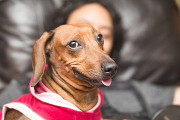 Cute Dachsund Wearing Dog Clothes