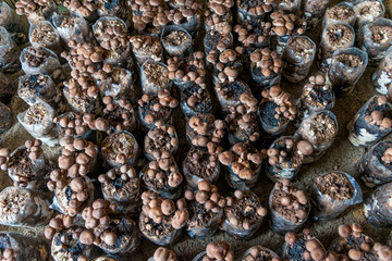 Shiitake mushroom for cooking, especially Chinese and Japanese. Medicinal properties have anti cancer agent reduce fat in the blood and anti virus colds