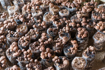 Shiitake mushroom for cooking, especially Chinese and Japanese. Medicinal properties have anti cancer agent reduce fat in the blood and anti virus colds