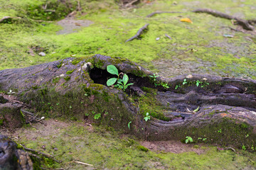 green mos on the tree