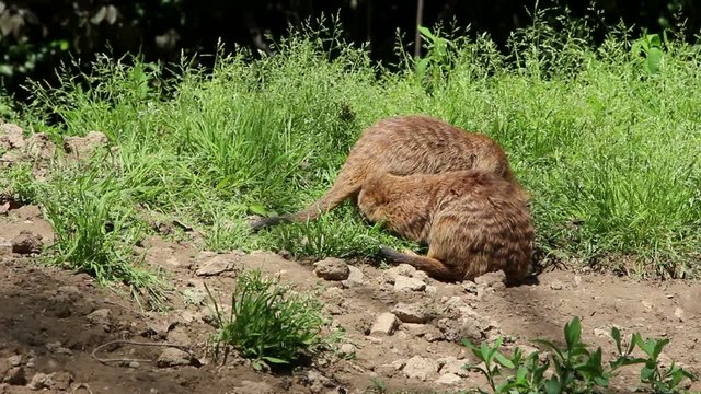little mongooses playing together