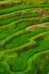Rice fields Jatiluwih - Bali island Indonesia