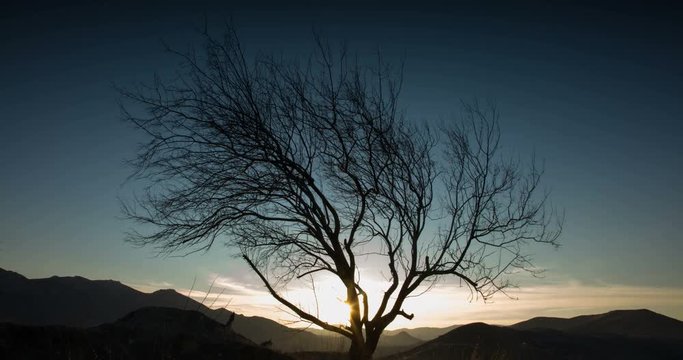 The sun sets over the mountains and passes through the branches of a tree