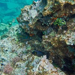 Naklejka na ściany i meble colorful reef and blue-green sea, underwater scene