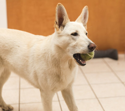 White Shepherd Dog with Tennis Ball