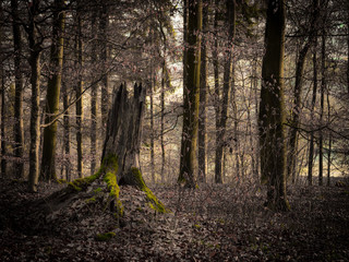 Moosbewachsener Baumstumpf im Wald