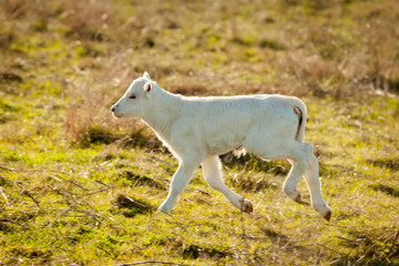 Nice white calf on the green meadow