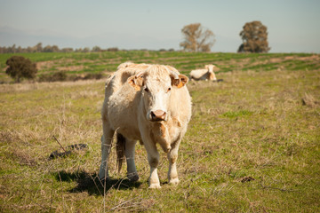 Beef cows grazing in the pastures