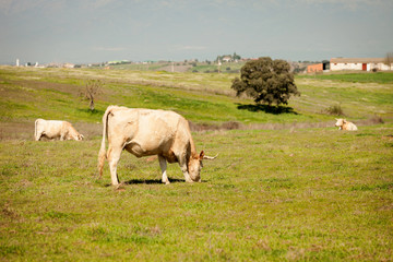 Beef cows grazing in the pastures