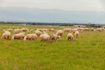 Fototapeta premium Flock of sheep grazing in a meadow