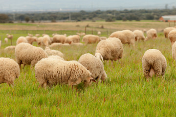 Obraz premium Flock of sheep grazing in a meadow
