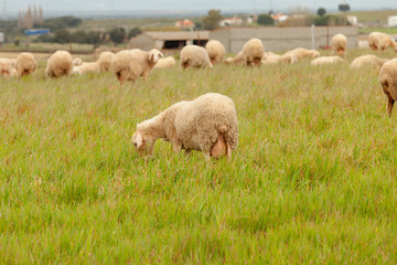 Naklejka premium Flock of sheep grazing in a meadow