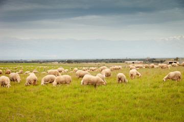 Naklejka na ściany i meble Flock of sheep grazing in a meadow