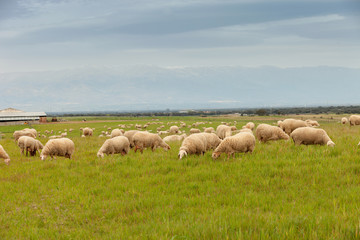 Naklejka na ściany i meble Flock of sheep grazing in a meadow