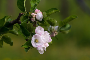 Fiori del melo in primavera.